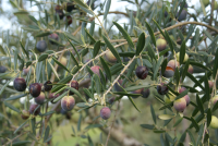 Workshop - Oliven&amp;#246;l, das fl&amp;#252;ssige Gold
